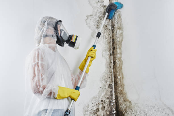 Reliable Sumter, SC Mold Remediation Solutions