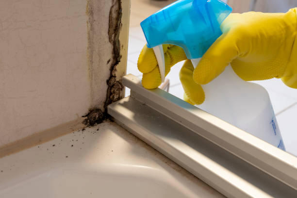 Best Mold Remediation for Specific Building Types in Sumter, SC