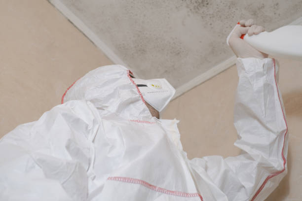 Best White Mold Remediation in Sumter, SC